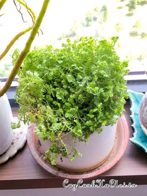 Cây rêu san hô trồng chậu để bàn đẹp