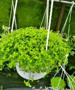 Cây rêu san hô trồng chậu treo