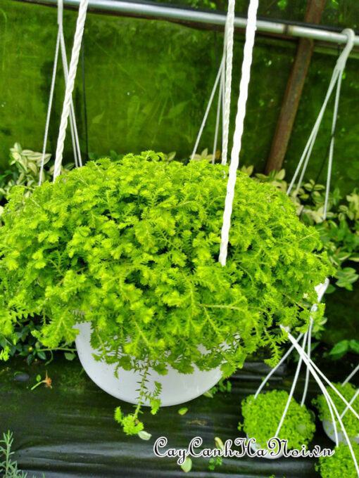 Cây rêu san hô trồng chậu treo