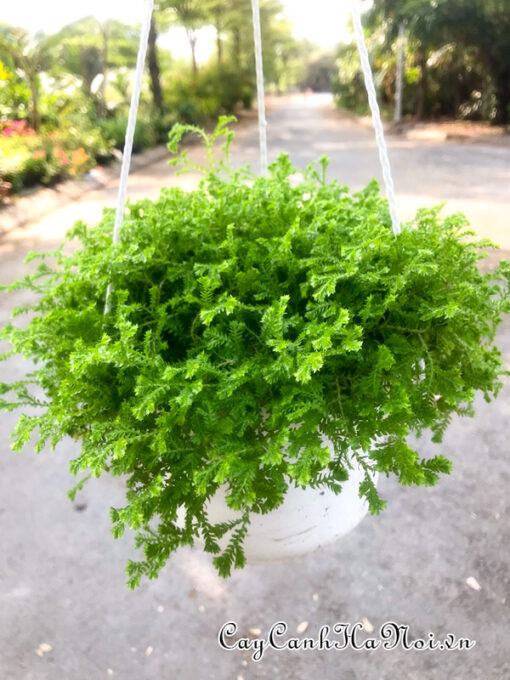 Cây rêu san hô mang đến vẻ đẹp lãng mạn