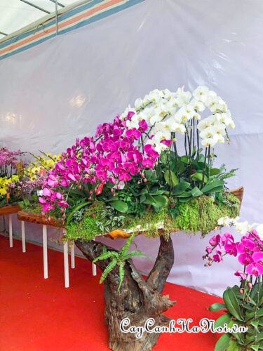 Rêu san hô trang trí lan hồ điệp tiểu cảnh gỗ lũa