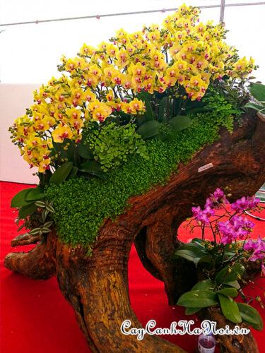 Cây rêu san hô phủ nền cho chậu hoa lan hồ điệp vàng gỗ lũa
