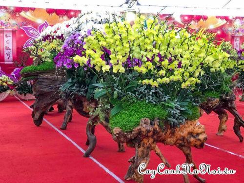 Cây rêu san hô mang đến nét đẹp tự nhiên cho chậu hoa lan hồ điệp