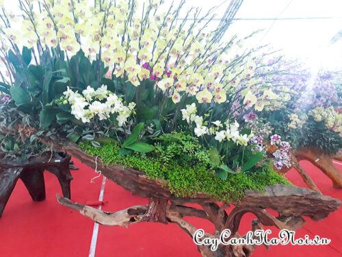 Cây rêu san hô tạo trang trí miệng chậu hoa lan hồ điệp ghep gỗ lũa