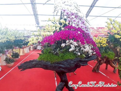 Cây rêu san hô tạo nét độc đáo cho chậu hoa lan hồ điệp ghép gỗ lũa