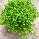 Cây Rêu San Hô Trang Trí Tiểu Cảnh