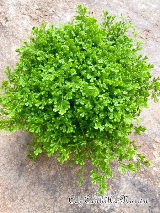 Ý nghĩa phong thủy của cây rêu san hô
