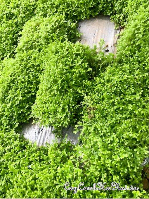 Cây rêu san hô mang đến nhiều đều tốt đẹp