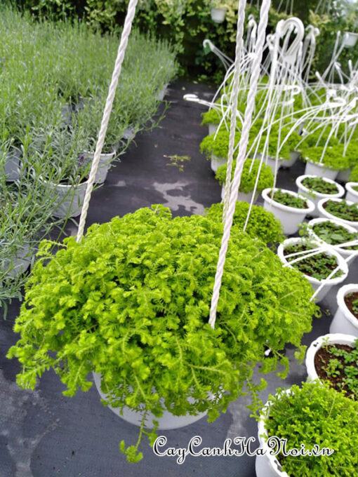 Cây rêu san hô trồng chậu treo đẹp