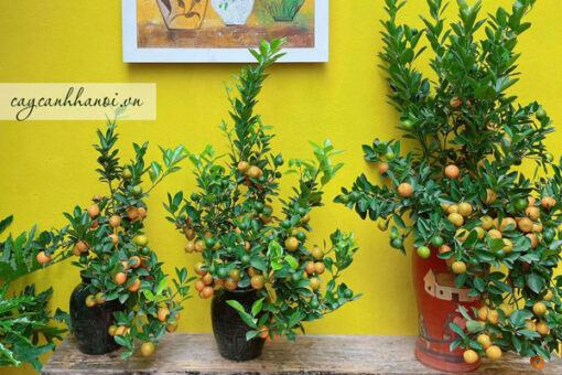 Cây quất thần tài trưng Tết với nhiều mẫu mã đẹp