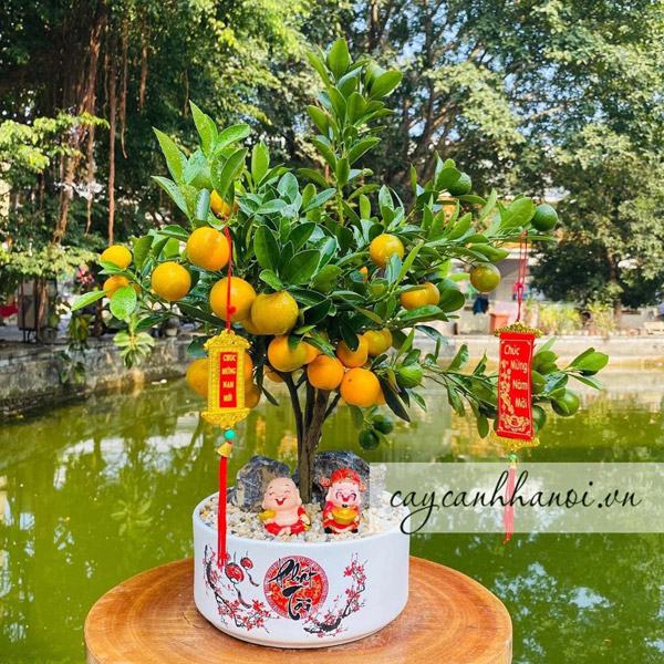 Cây quất thần tài là loại cây lâu năm trưng tết đẹp