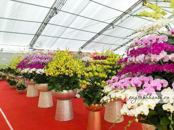 Cây Cảnh Hà Nội cung cấp chậu khảm trai composite đẹp