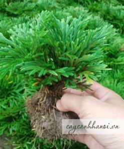 Cây trường sinh ý nghĩa về hạnh phúc