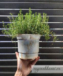 Cây cỏ xạ hương có chứa tinh dầu thơm