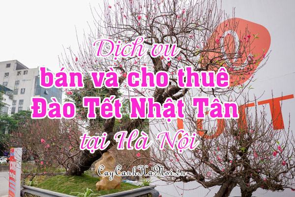 Dịch vụ bán và cho thuê Đào Tết Nhật Tân tại Hà Nội