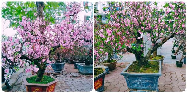 Sử dụng dịch vụ cho thuê đào Tết đẹp