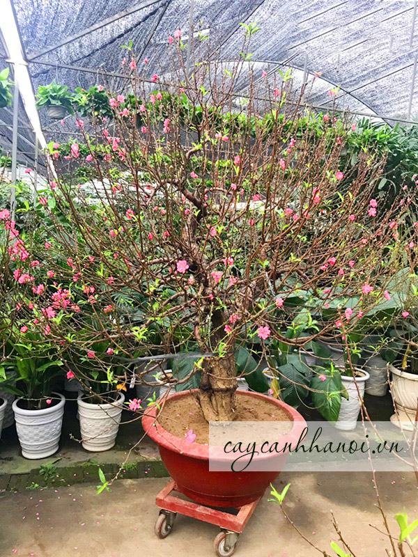 Thuê cây đào tết tiết kiệm được chi phí