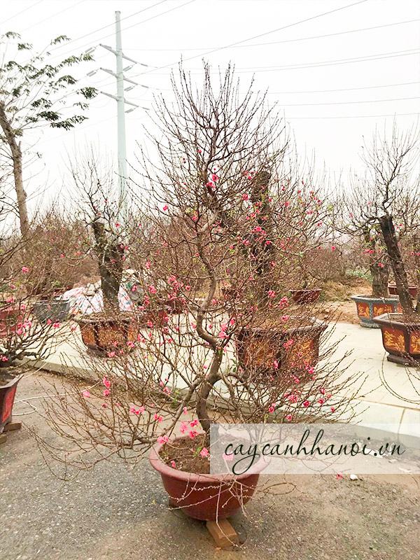 Chậu hoa đào cho thuê có nhiều thế dáng đẹp