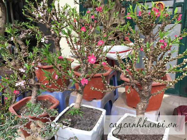 Đào thất tốn hay còn gọi là đào tiến vua Nhật Tân