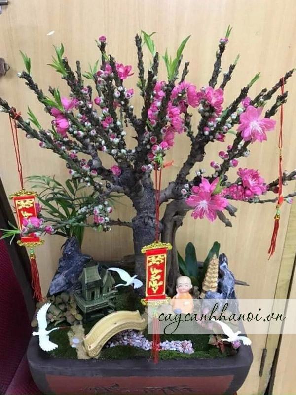 Giá đào thất thốn cao hơn giá các loại đào khác