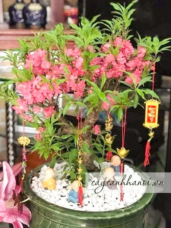 Nơi cho thuê đào tết 2023