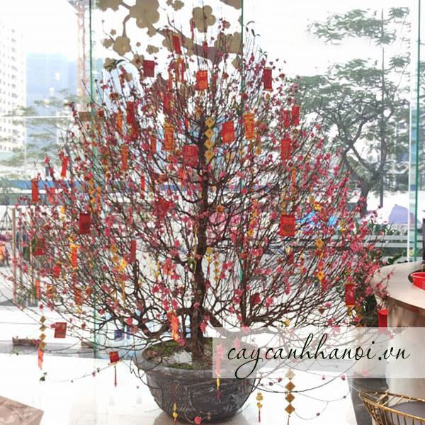 Địa chỉ bán và cho thuê đảo Tết đẹp chất lượng giá rẻ