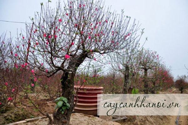 Nơi cho thuê cây đào Tết giá rẻ tại Hà Nội