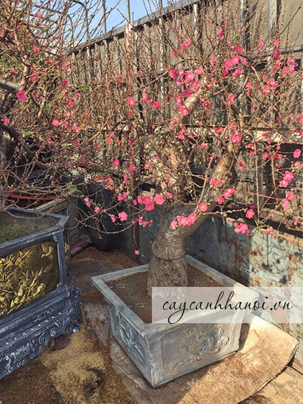Công ty chuyên bán và cho thue đào Tết Nhật Tân tại Hà Nội