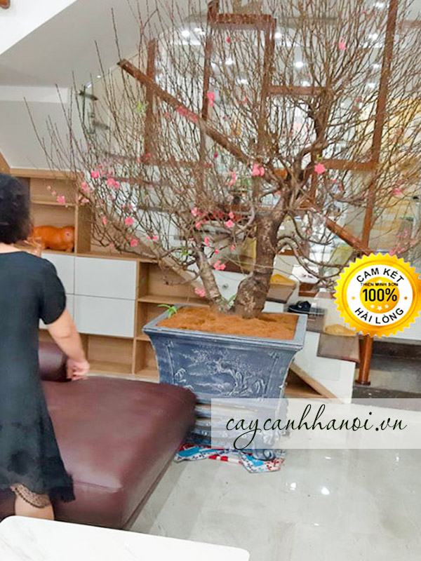 Cung cấp dịch vụ cho thuê đào tết chuyên nghiệp