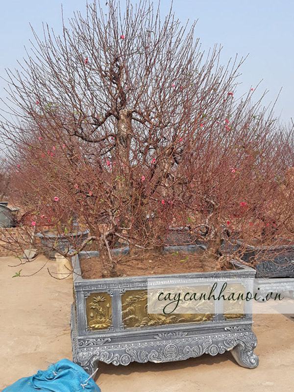 Có vườn ươm dương mai lớn đa dạng các thế dáng cây