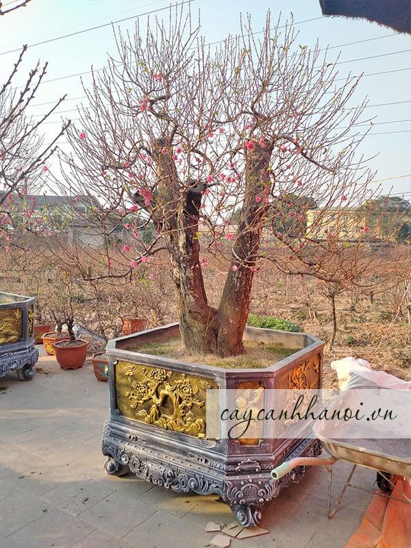 Được tư vấn nhiệt tình trước khi lựa chọn dịch vụ cho thuê đào Tết