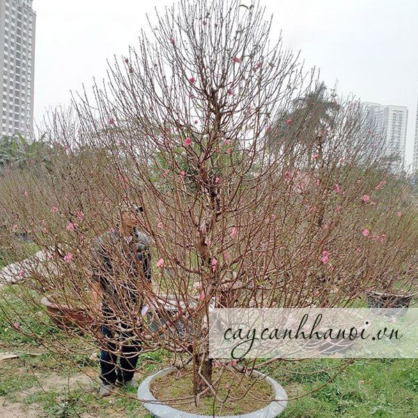 Đôi nét về hoa đào ngày Tết