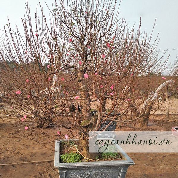 Đặc điểm cây hoa đào Tết