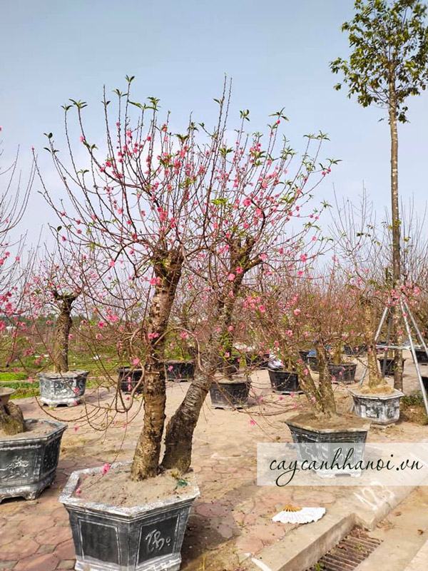 Chậu cây hoa đào mang đến nhiều điều may mắn