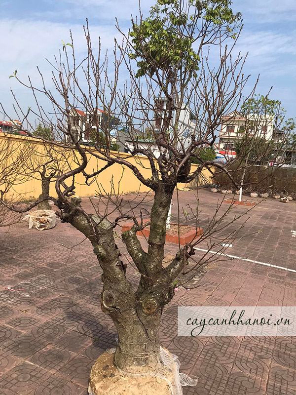 Cho thuê cây đào ngày Tết đẹp giá rẻ