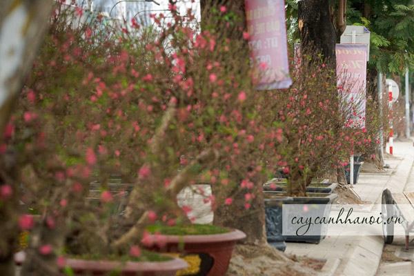 Mua bán và cho thuê đào Nhật Tân ngày Tết