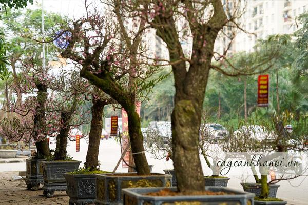 Hoa đào chính là biểu tượng cho ngày Tết cổ truyền của Việt Nam