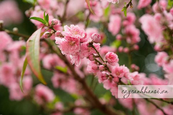 Dịch vụ cho thuê cây hoa đào này Tết