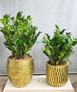 Kim tiền là một trong những cây nội thất được ưa chuộng nhất
