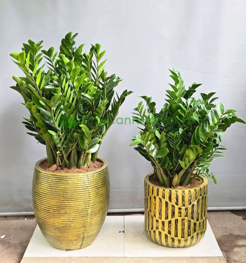 Kim tiền là một trong những cây nội thất được ưa chuộng nhất