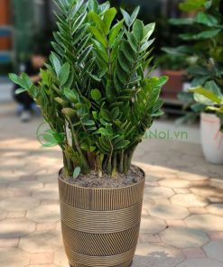 Kim tiền đặt ở đại sảnh với mục đích nghênh đón tài lộc và thịnh vượng cho gia chủ