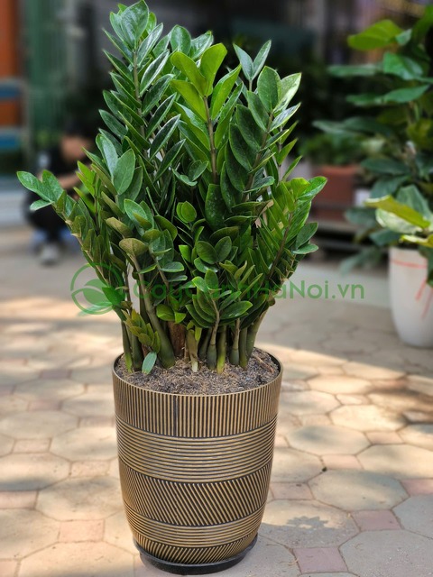 Kim tiền đặt ở đại sảnh với mục đích nghênh đón tài lộc và thịnh vượng cho gia chủ