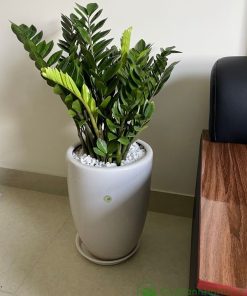 Ý nghĩa cây kim tiền gắn với sự giàu sang, phú quý và may mắn