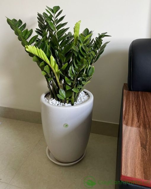 Ý nghĩa cây kim tiền gắn với sự giàu sang, phú quý và may mắn