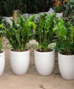 Cây kim tiền được nhiều người ưa chuộng, lựa chọn