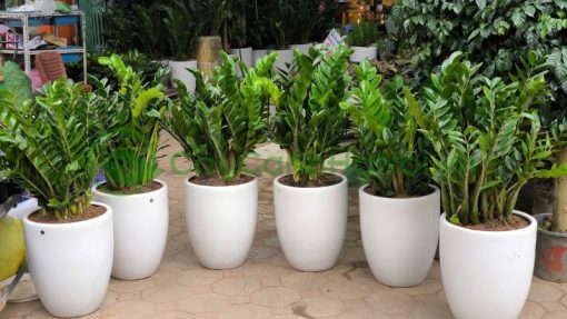 Cây kim tiền được nhiều người ưa chuộng, lựa chọn