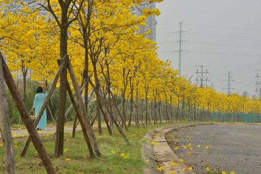 Hướng dẫn cách trồng và chăm sóc cây phong linh