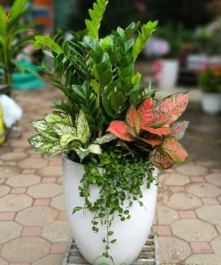 Trồng cây kim tiền trong nhà giúp thanh lọc không khí