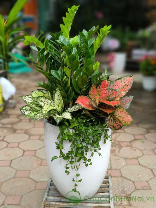 Trồng cây kim tiền trong nhà giúp thanh lọc không khí