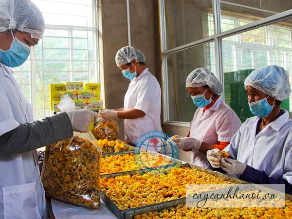 Tác dụng của hoa chè vàng